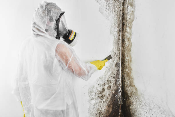 Best Commercial Mold Removal  in Curtice, OH