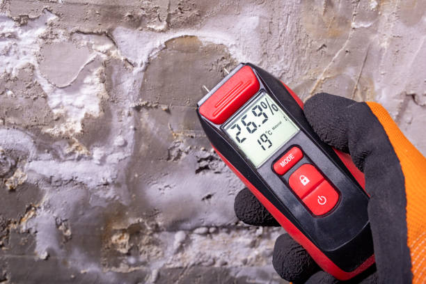 Best Attic Mold Removal  in Curtice, OH