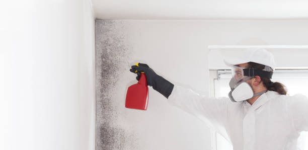 Best Mold Testing and Removal  in Curtice, OH