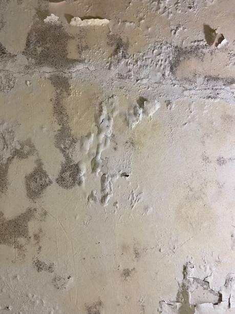 Best Mold Remediation  in Curtice, OH