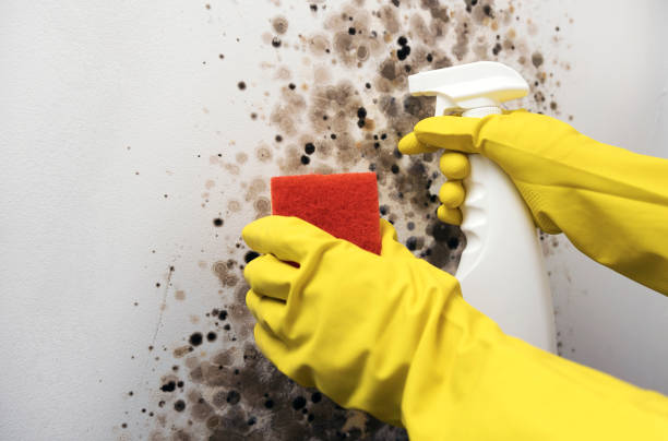 Best Mold Damage Repair  in Curtice, OH